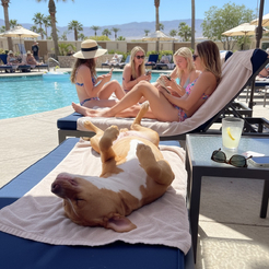 Pool Babes 1