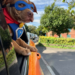Super Dog